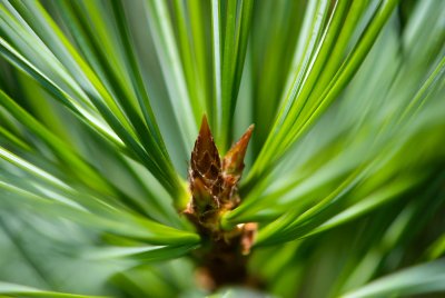 Pinus koraiensis 'Glauca' - borovice korejská - pupen